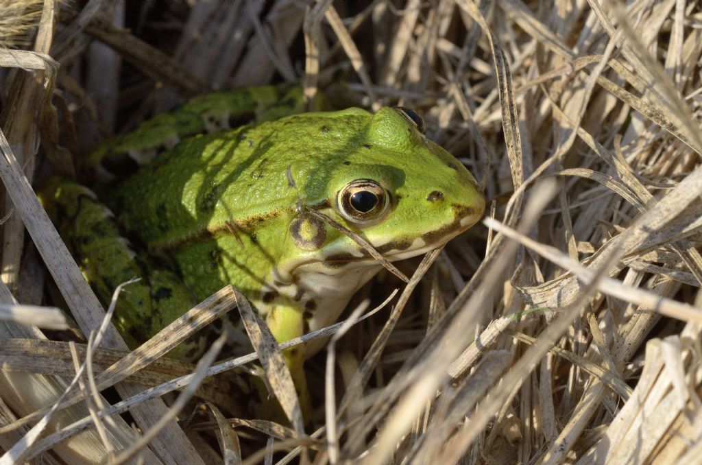 Pelophylax synklepton esculentus (prov. Torino)